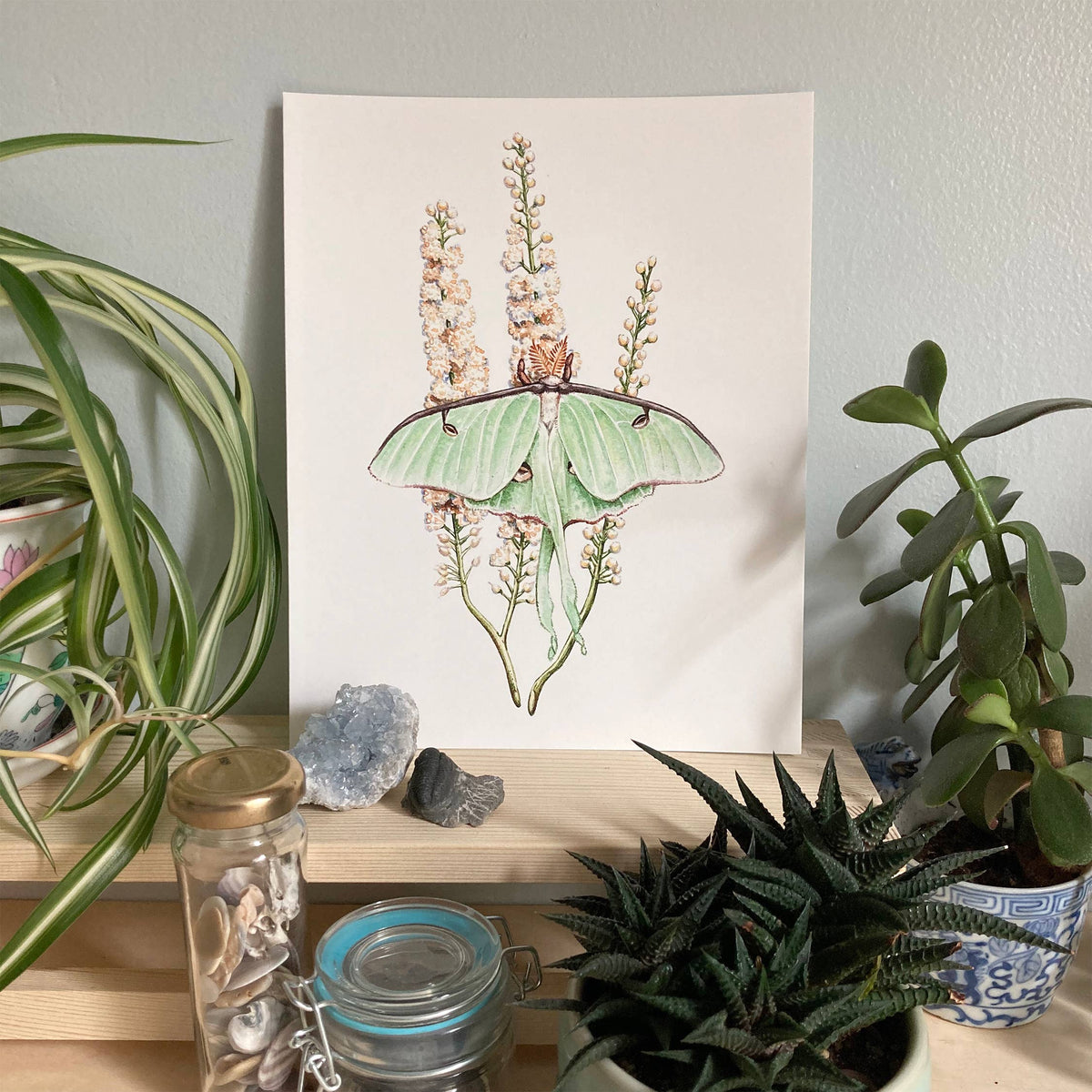 Luna Moth on Black Cohosh (8&quot; x 10&quot; Giclee Print)