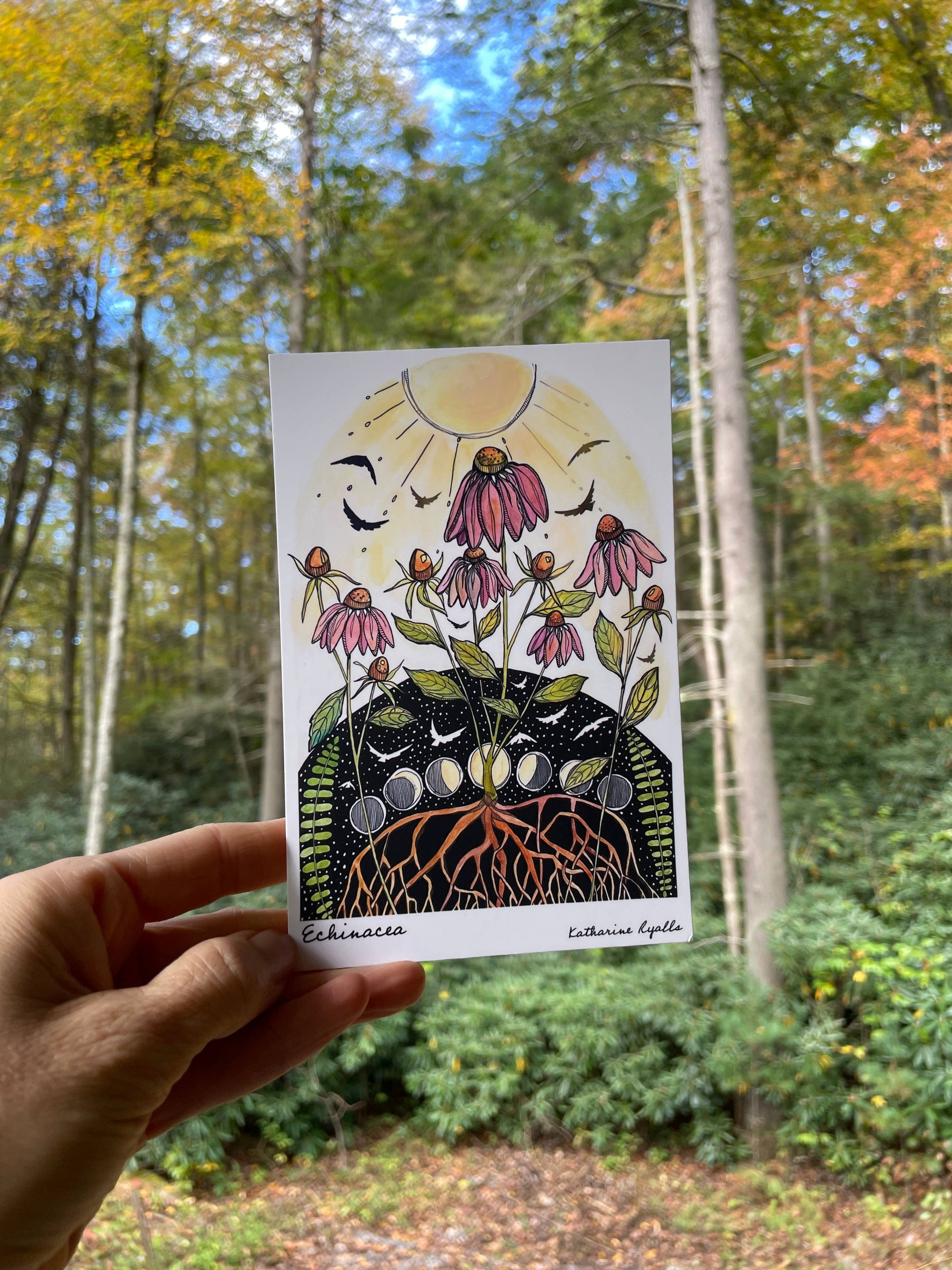 Echinacea Postcard