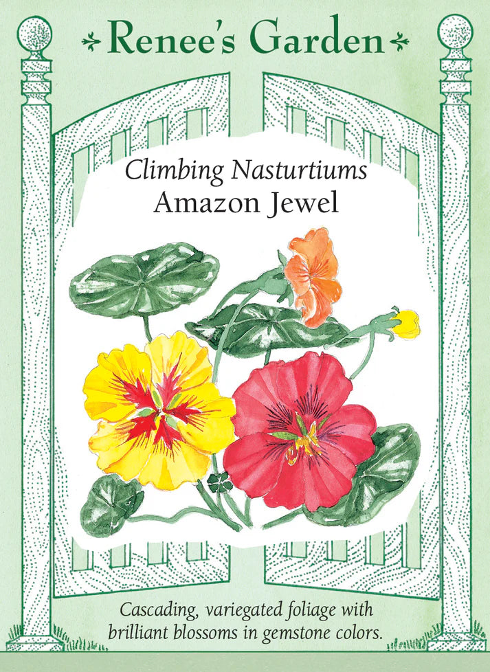 Amazon Jewel Nasturtium