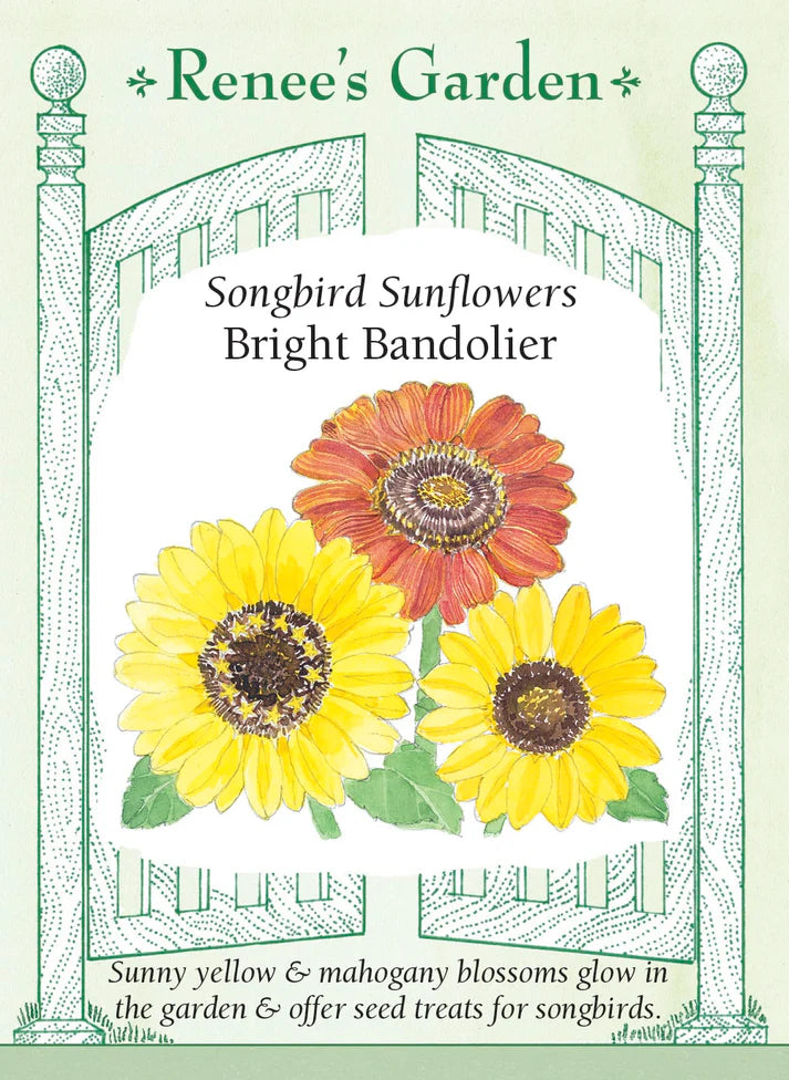 Bright Bandolier Sunflower