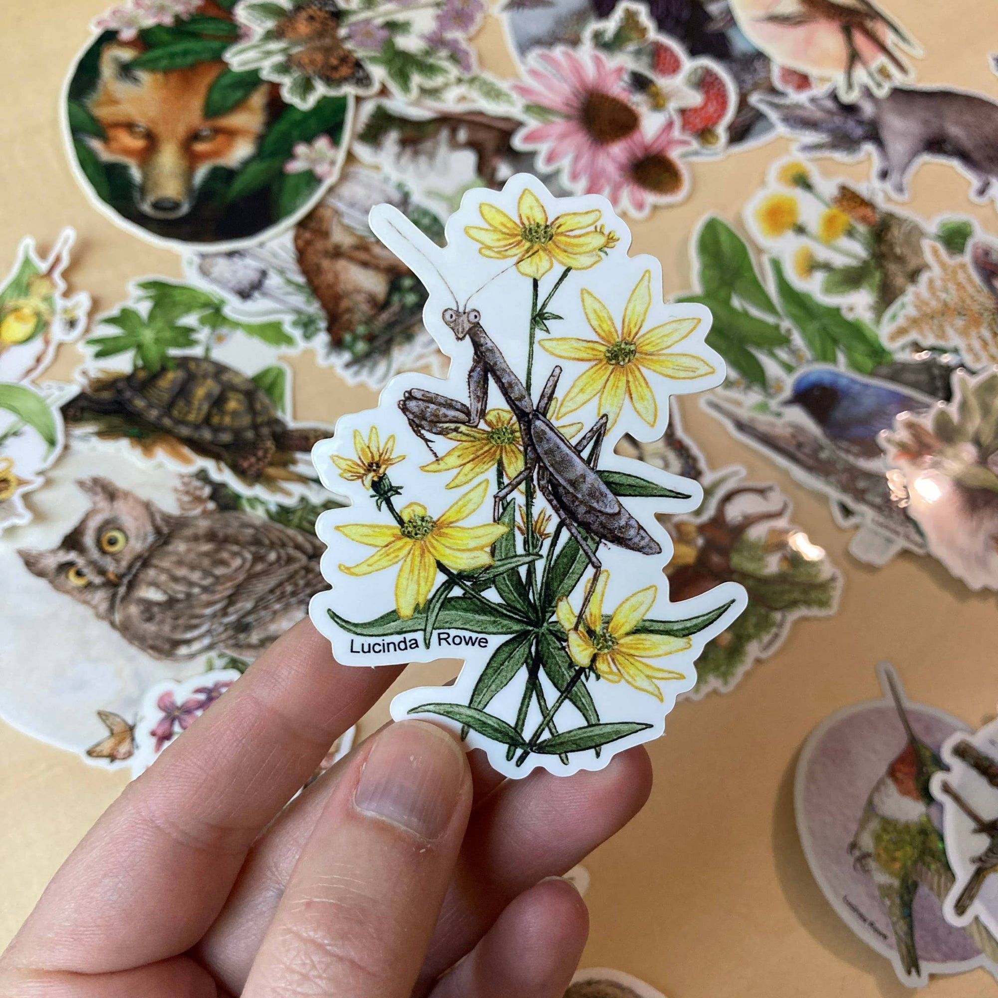 Carolina Mantis with Coreopsis Sticker
