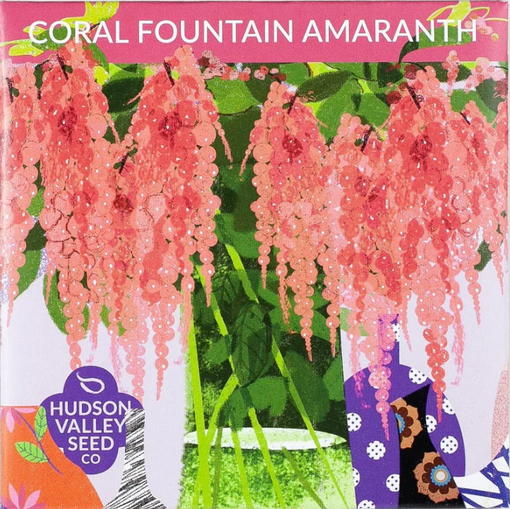 Coral Fountain Amaranth Seeds