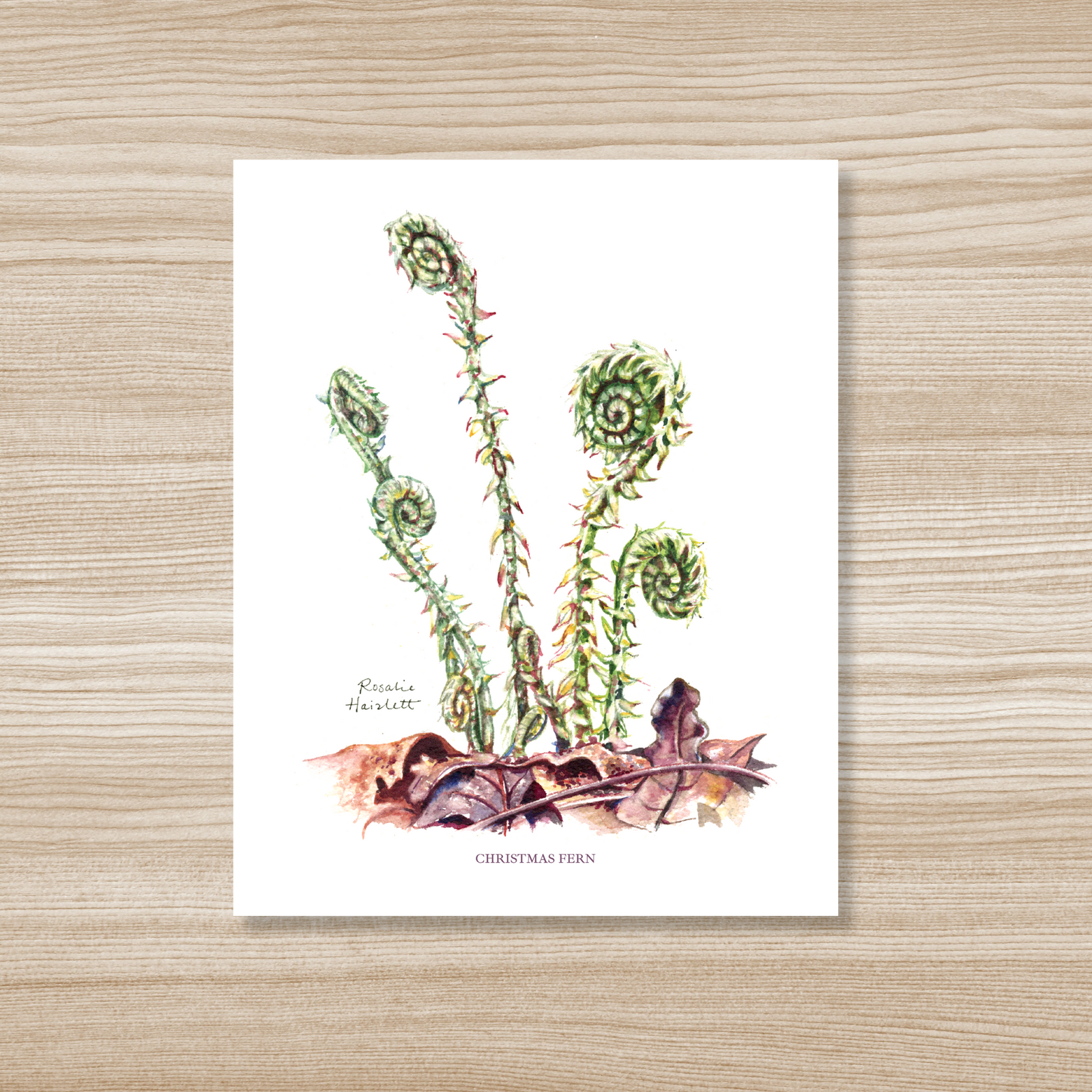 Fiddlehead Ferns Watercolor Art Print by Rosalie Haizlett