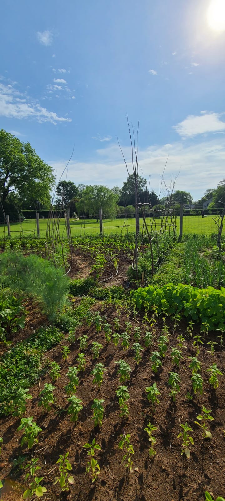ONLINE - Vegetable &amp; Herb Gardening 201 with Joneve Murphy