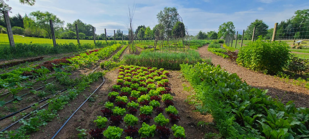 ONLINE - Vegetable &amp; Herb Gardening 201 with Joneve Murphy
