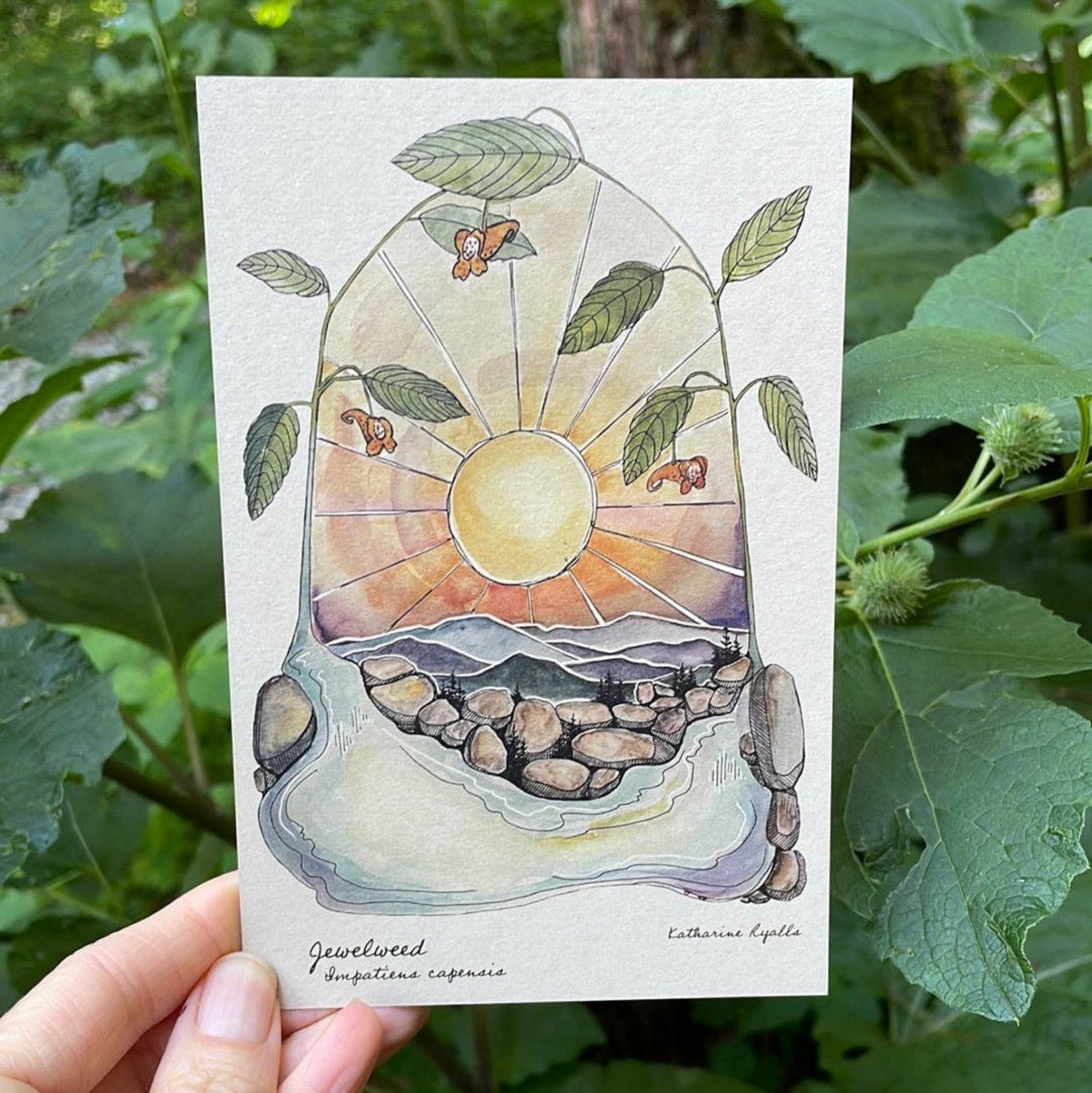 Jewelweed Post Card