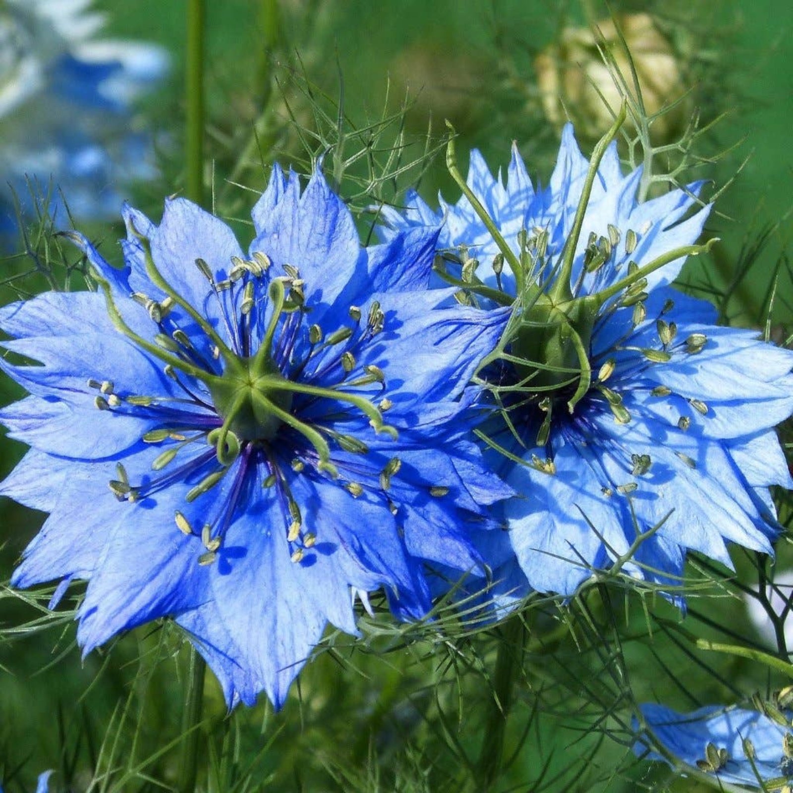 Nigella Seeds - Love in a Mist