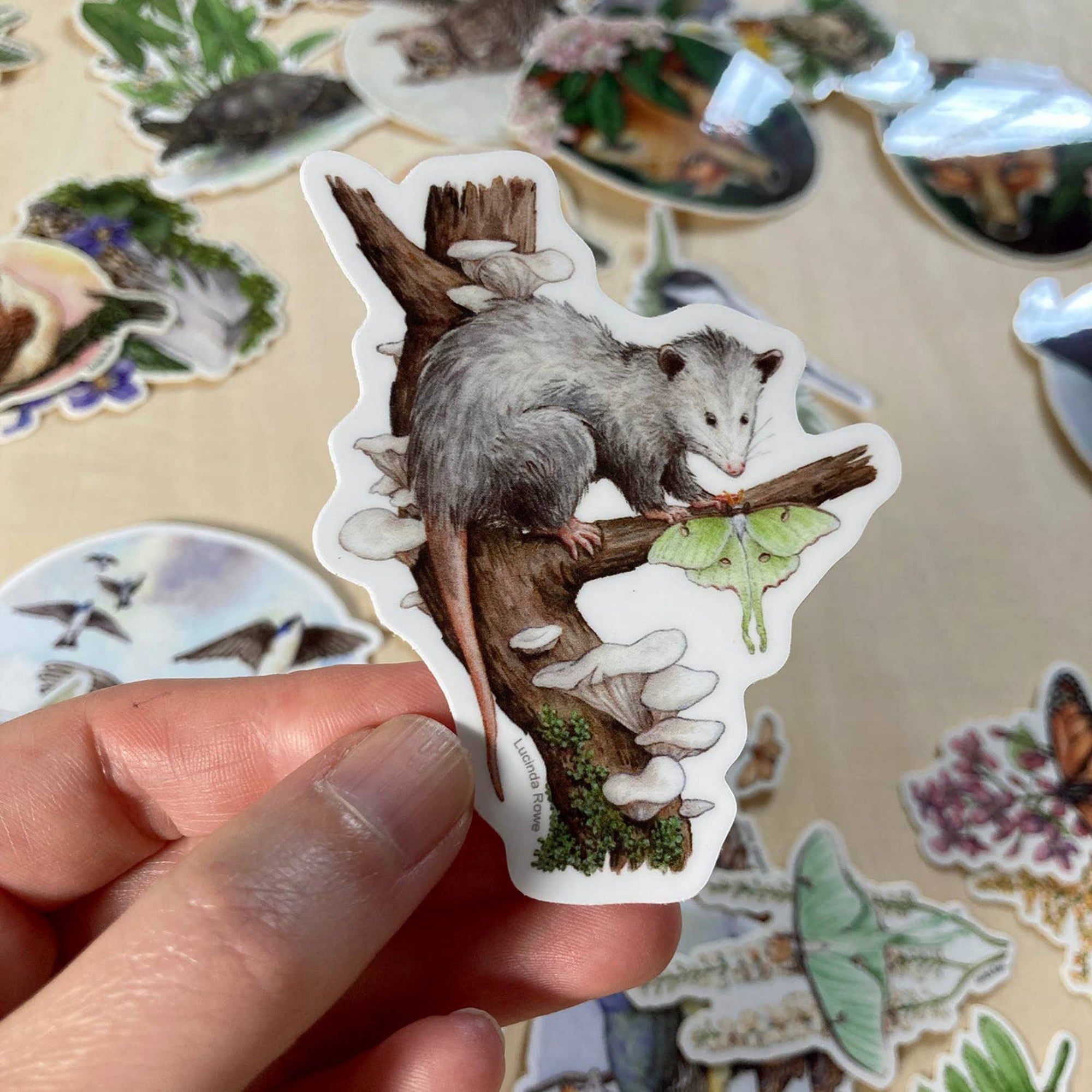 Opossum with Luna Moth - Sticker