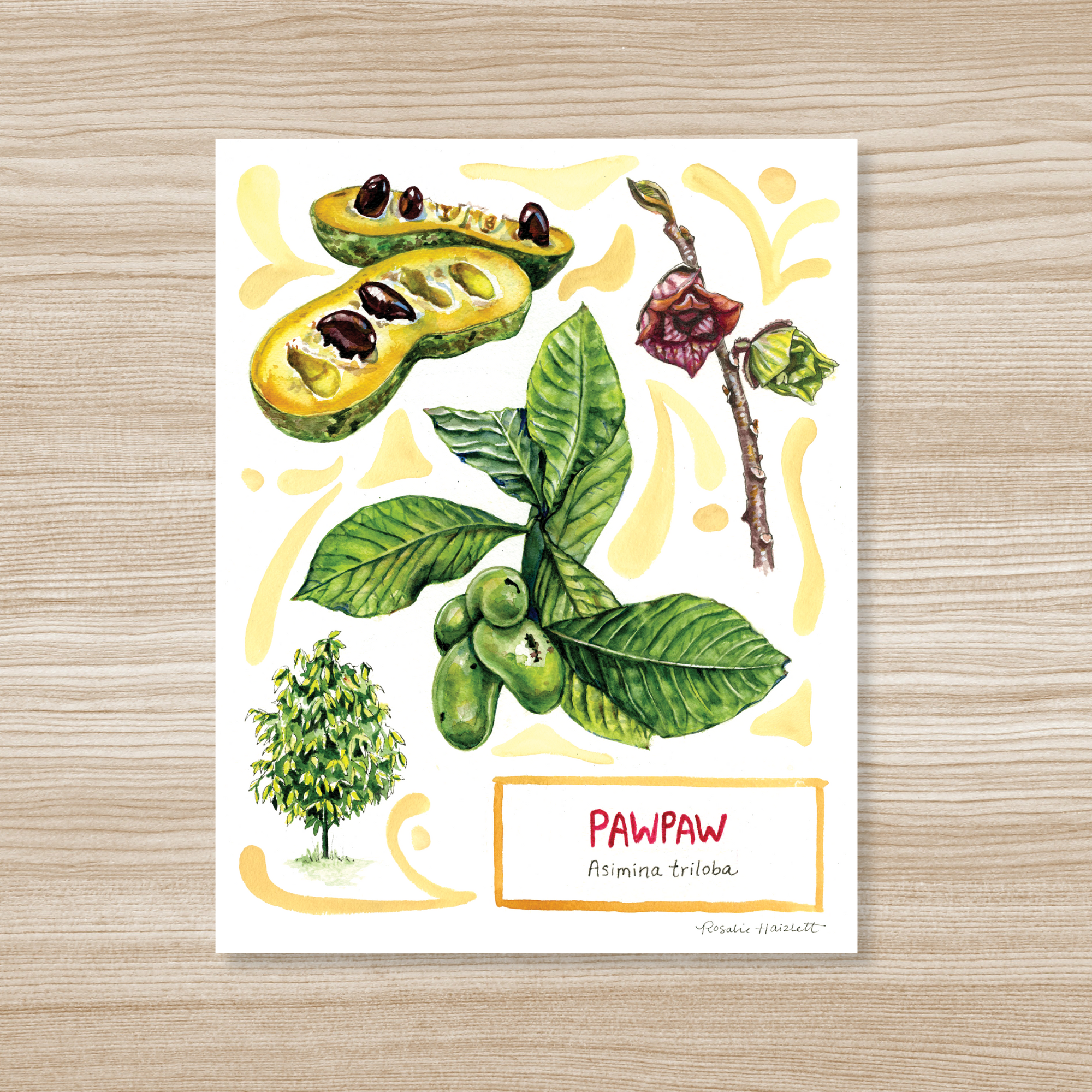 Pawpaw Watercolor Art Print by Rosalie Haizlett
