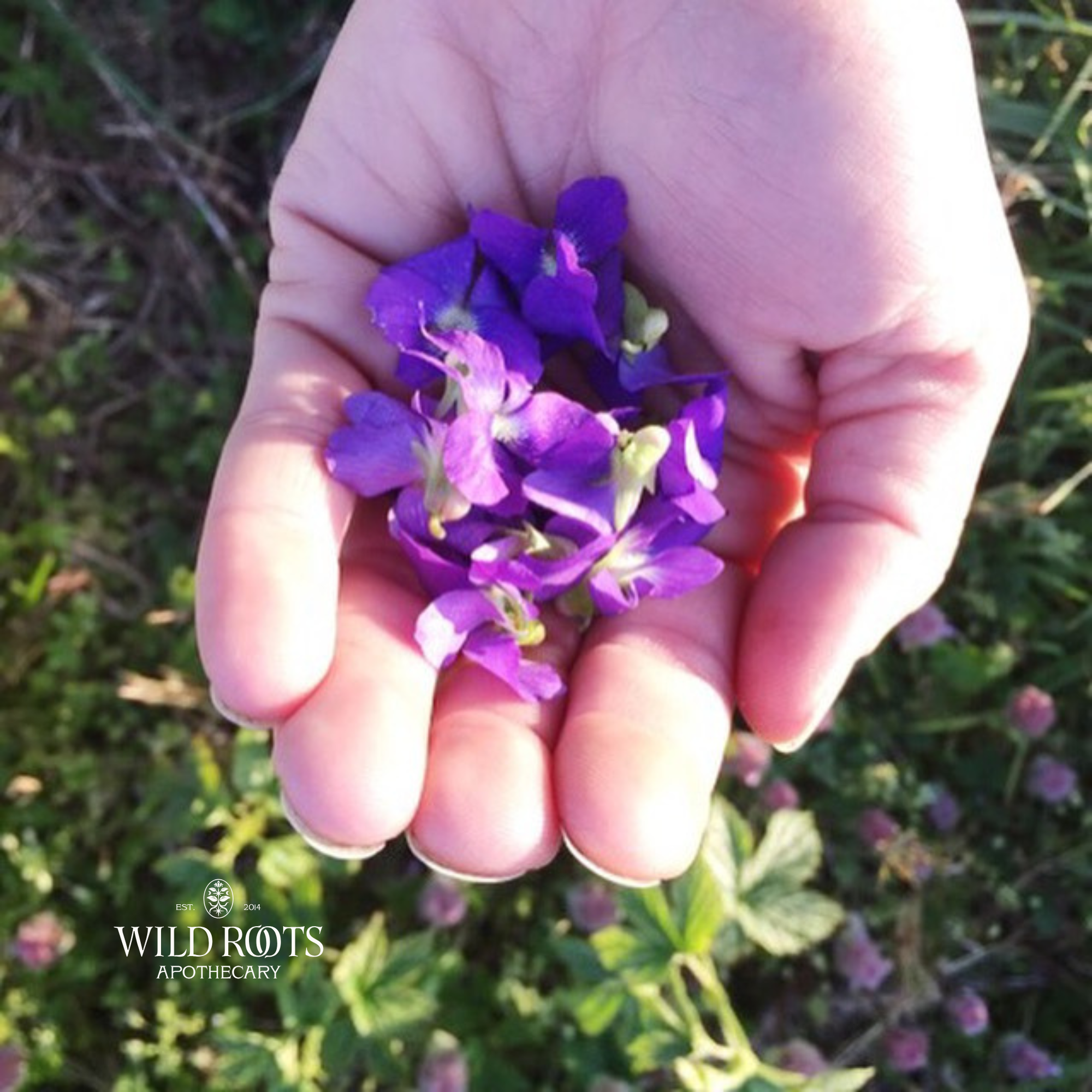 June 6th Wild &amp; Weedy Plant ID and Nature Walk with Colleen