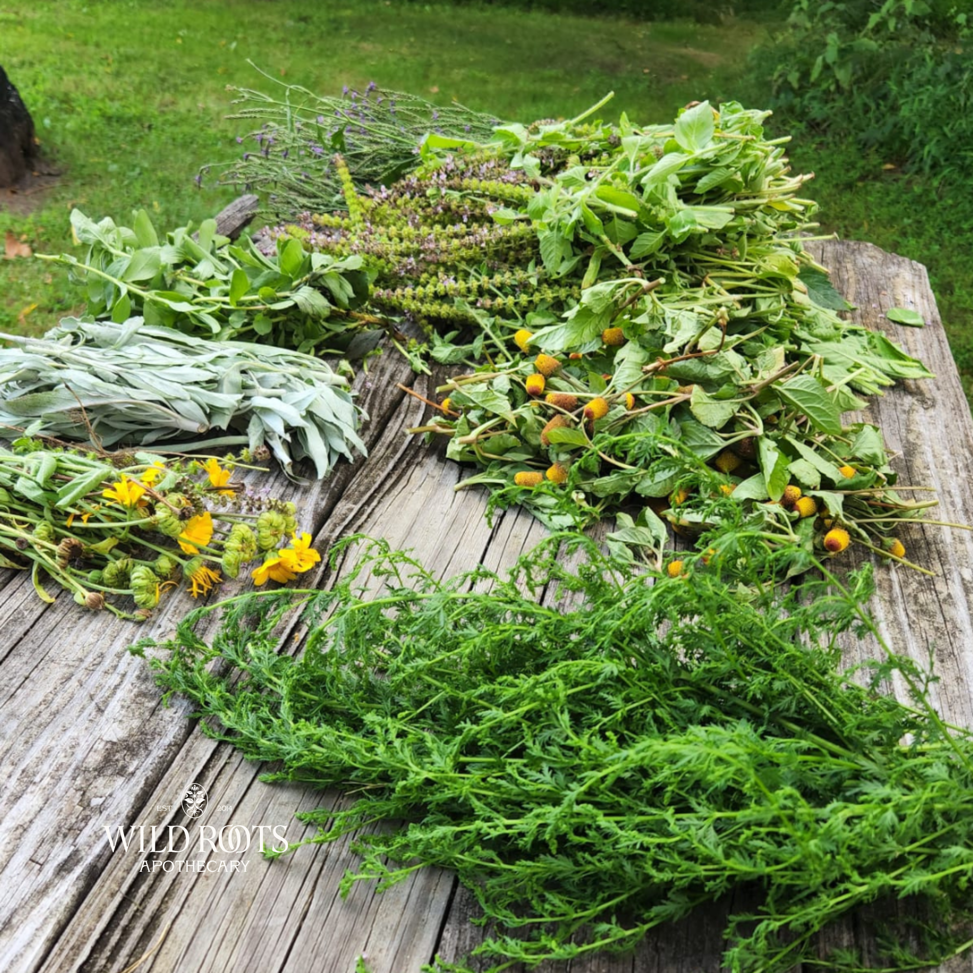 June 6th Wild &amp; Weedy Plant ID and Nature Walk with Colleen