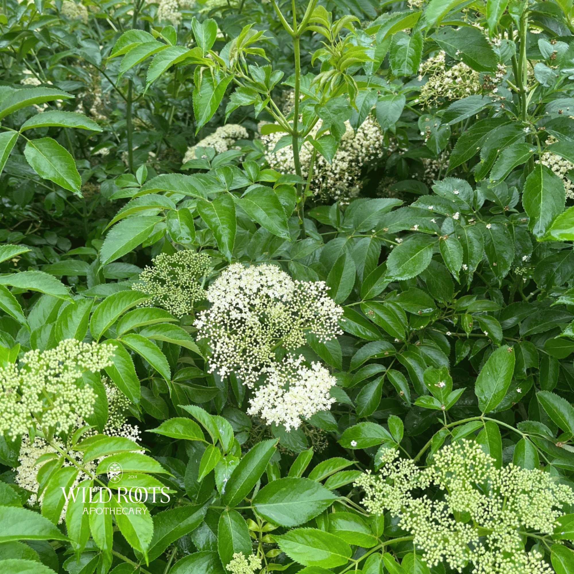 June 6th Wild &amp; Weedy Plant ID and Nature Walk with Colleen