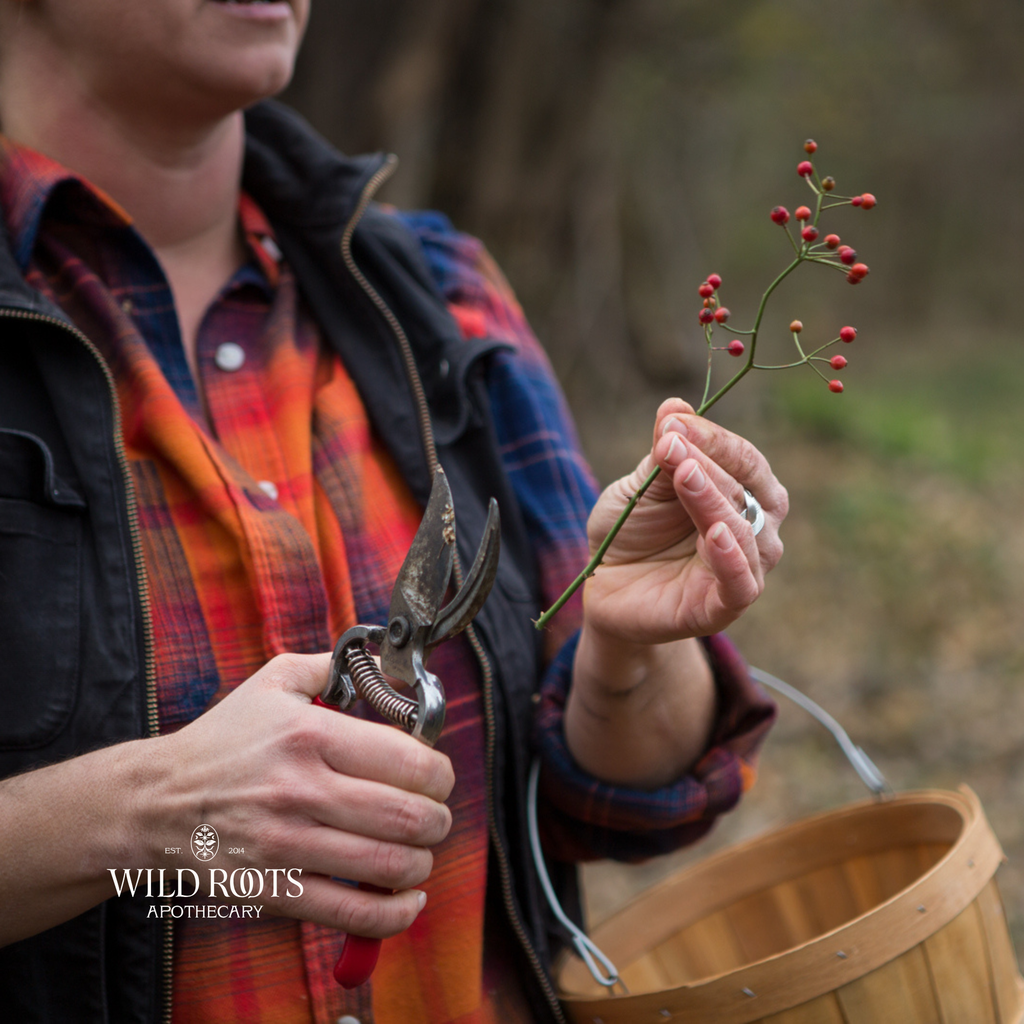 June 6th Wild &amp; Weedy Plant ID and Nature Walk with Colleen