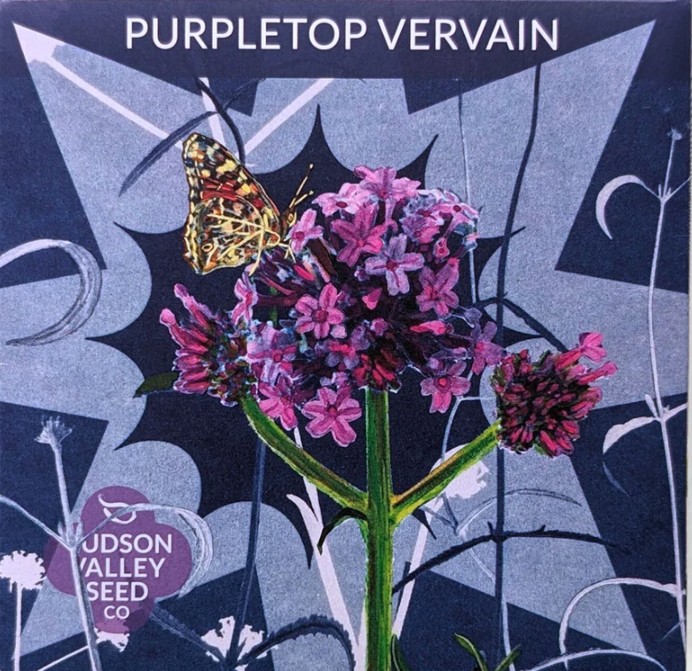 Purpletop Vervain Seeds