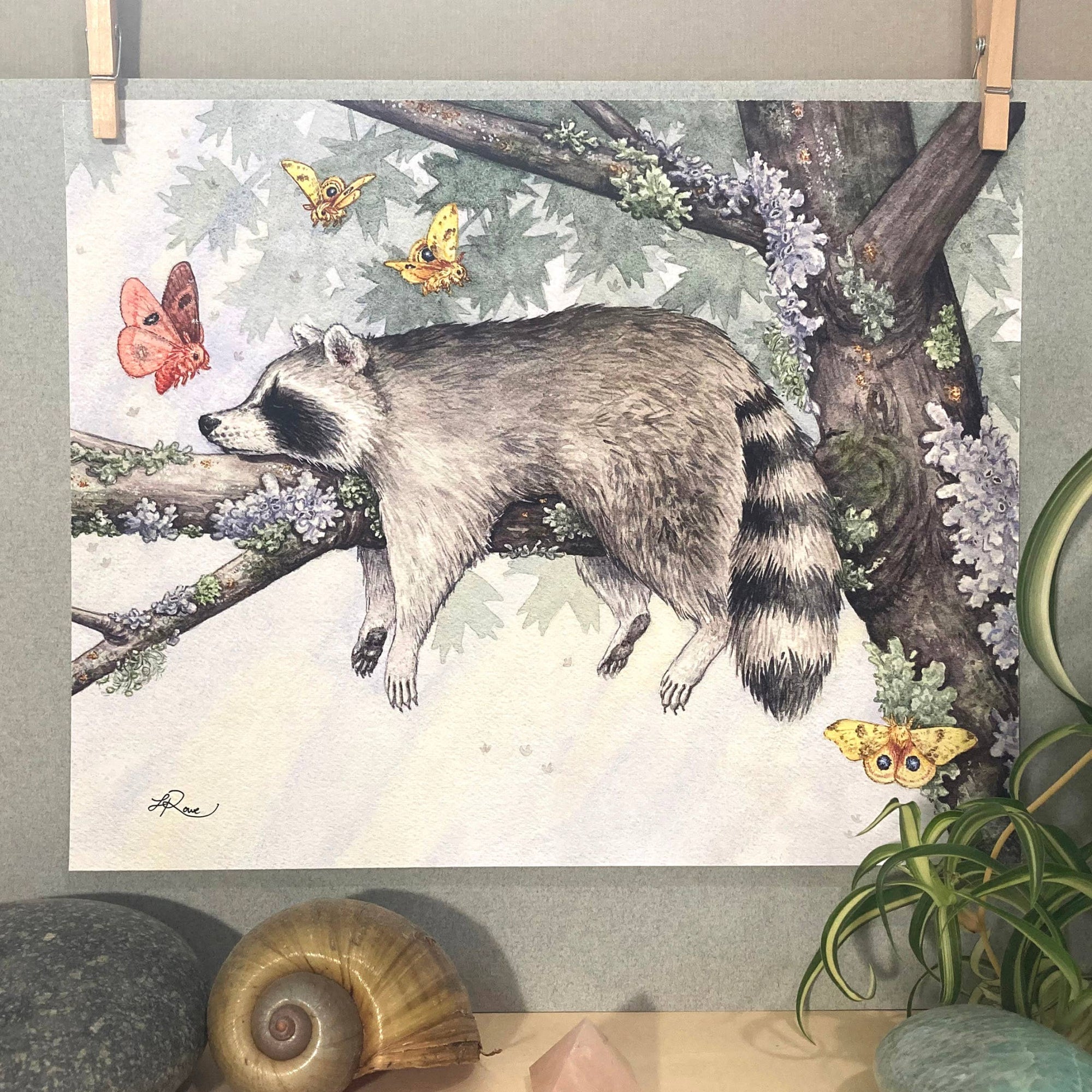Sleeping Raccoon with Io Moths Giclee Print 8x10