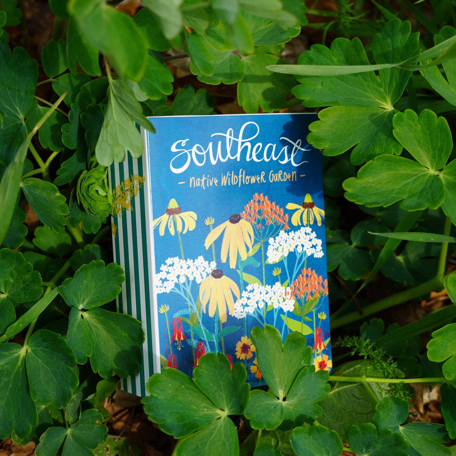 Southeast Native Wildflower Collection Box