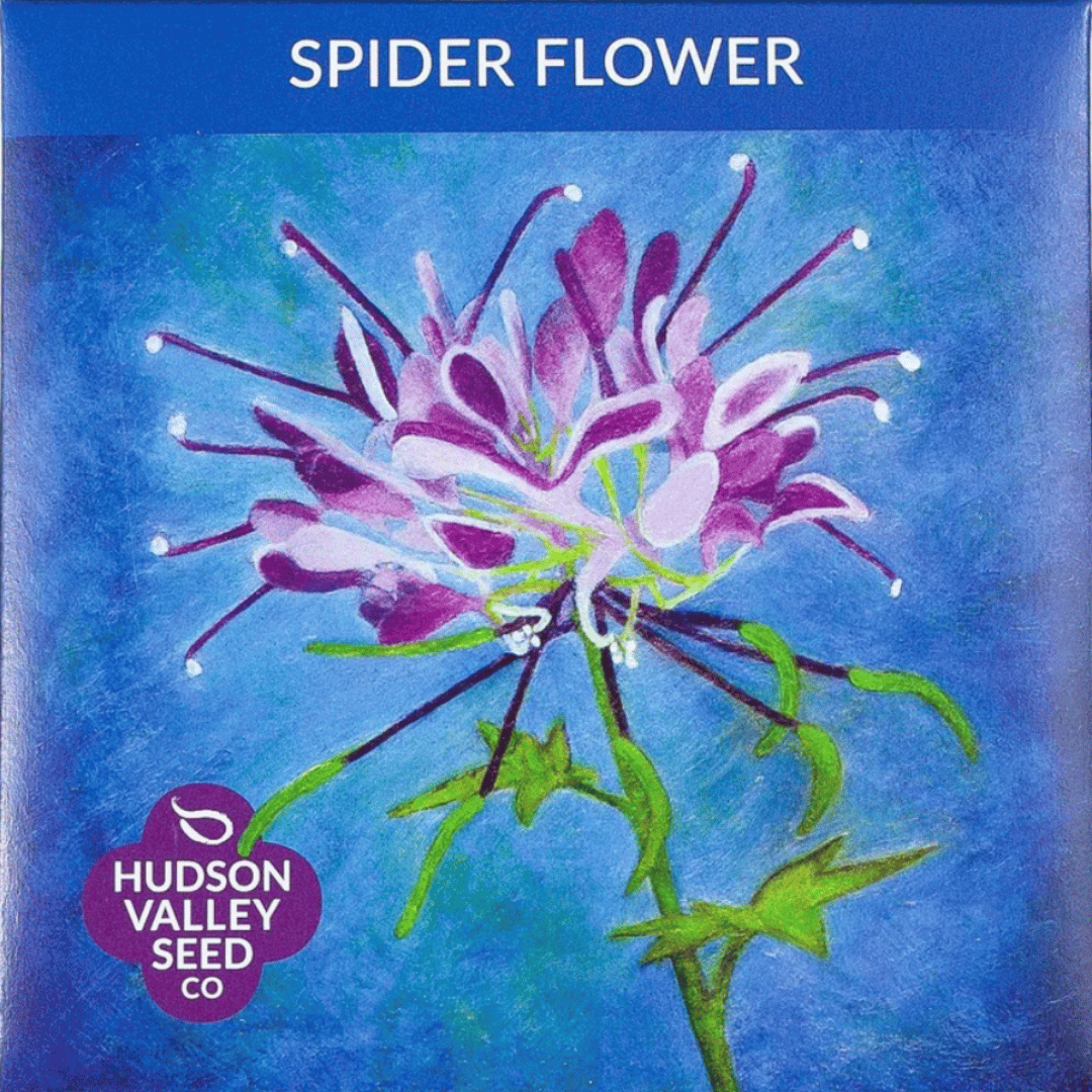 Spider Flower Seeds