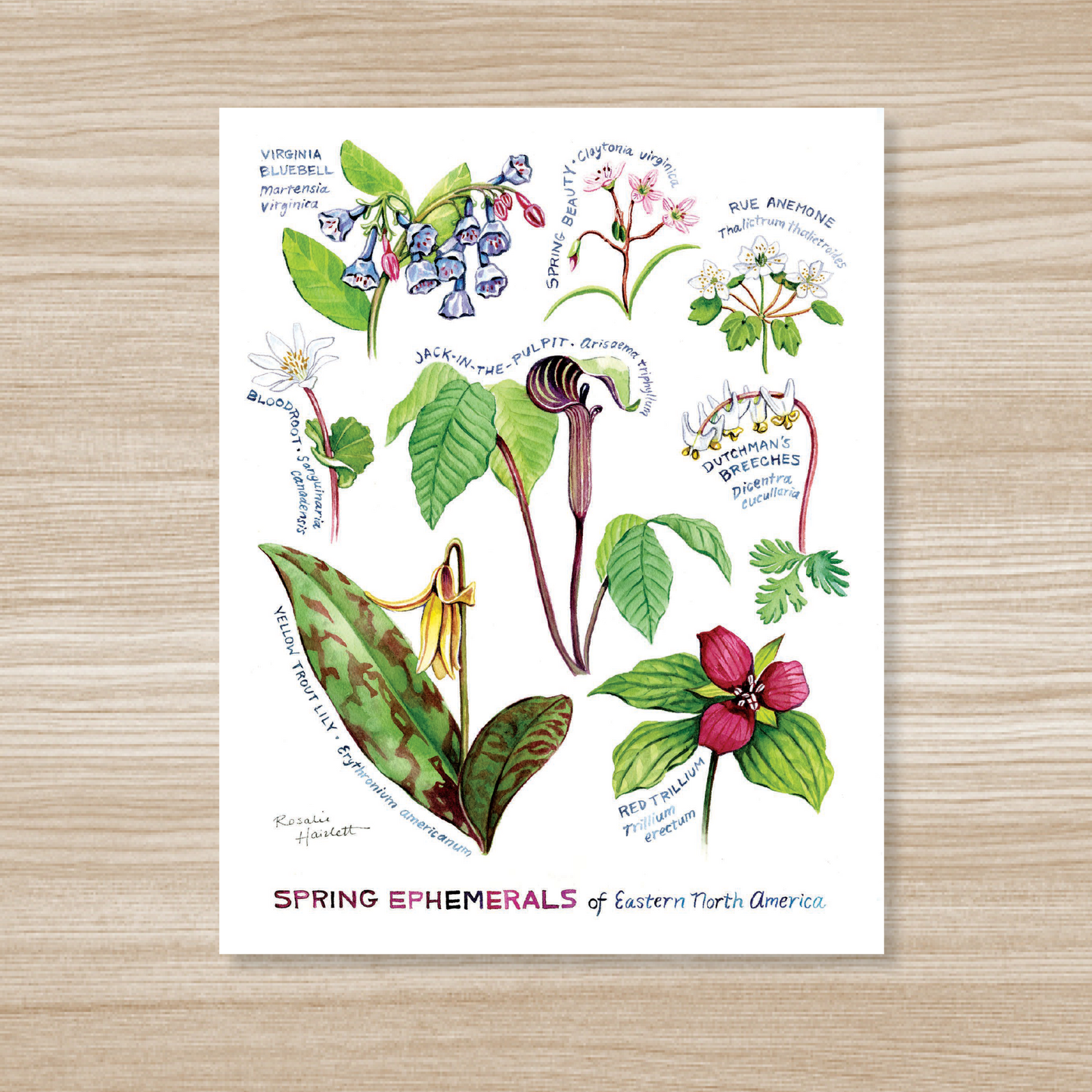 Spring Ephemeral Wildflowers Art Print by Rosalie Haizlett