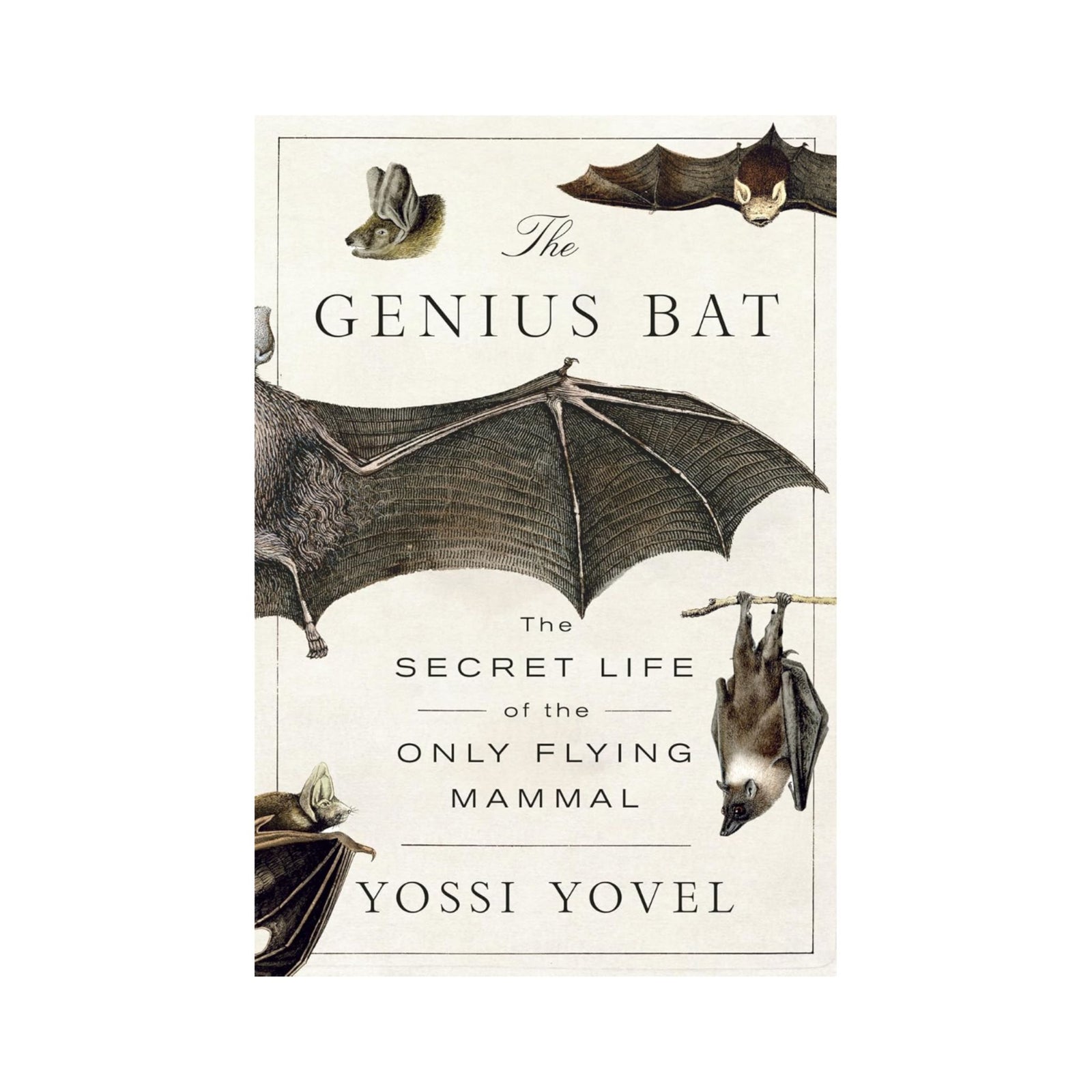The Genius Bat by Yossi Yovel