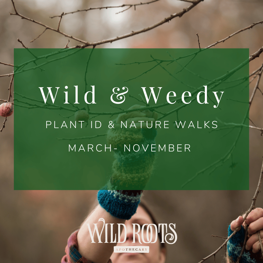 2024 Wild &amp; Weedy: Plant ID &amp; Nature Walks