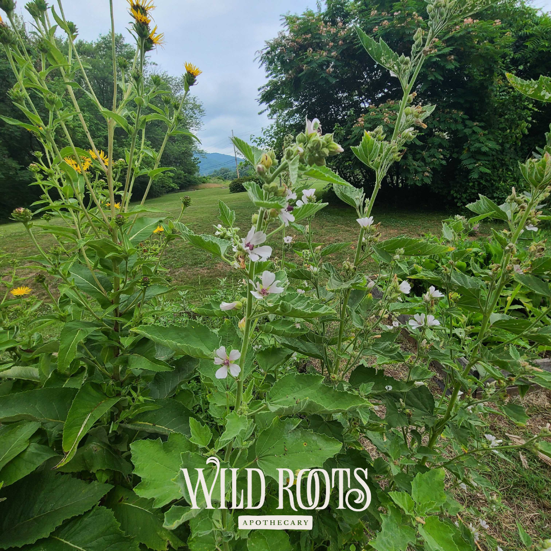2025 Wild &amp; Weedy: Plant ID &amp; Nature Walk