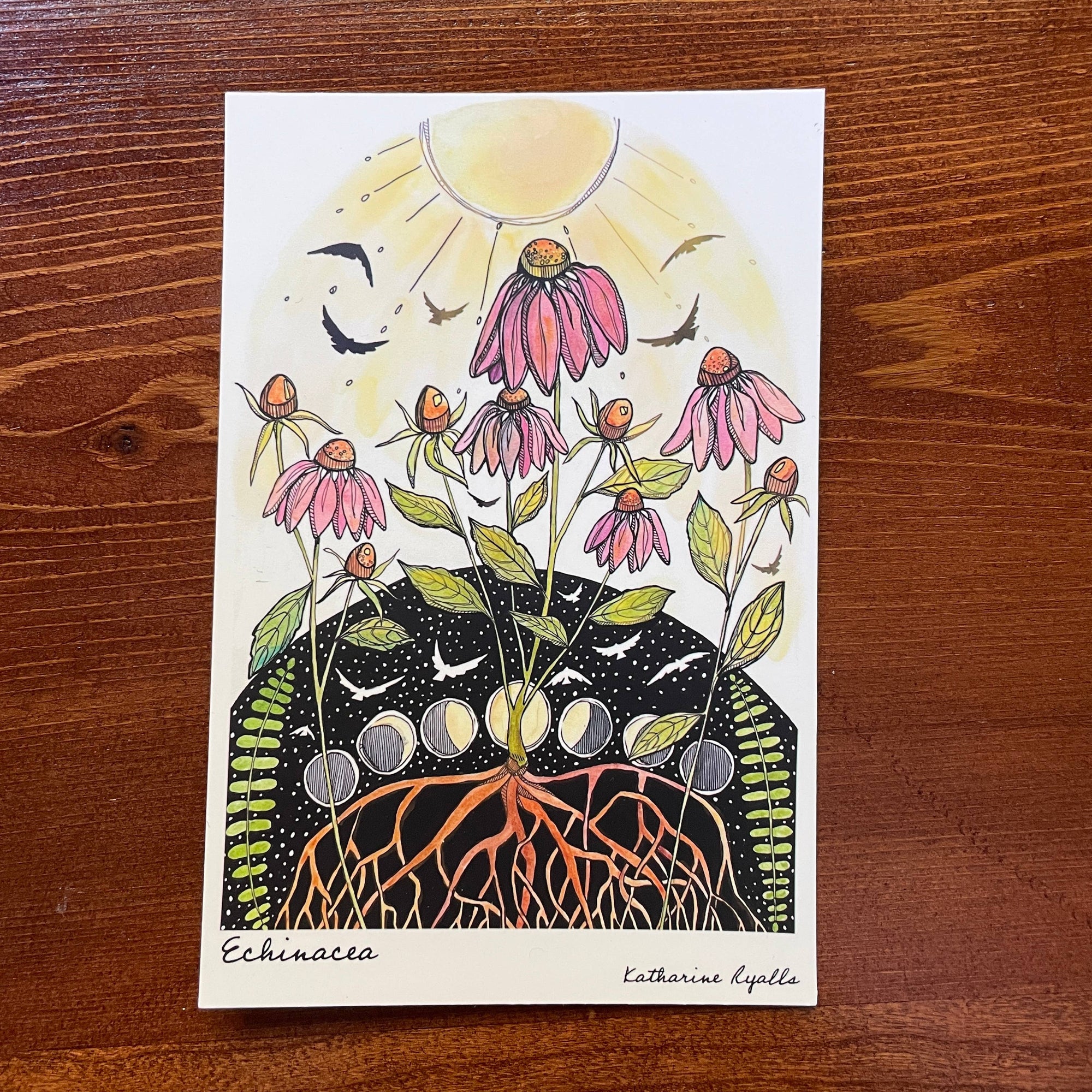 Echinacea Postcard