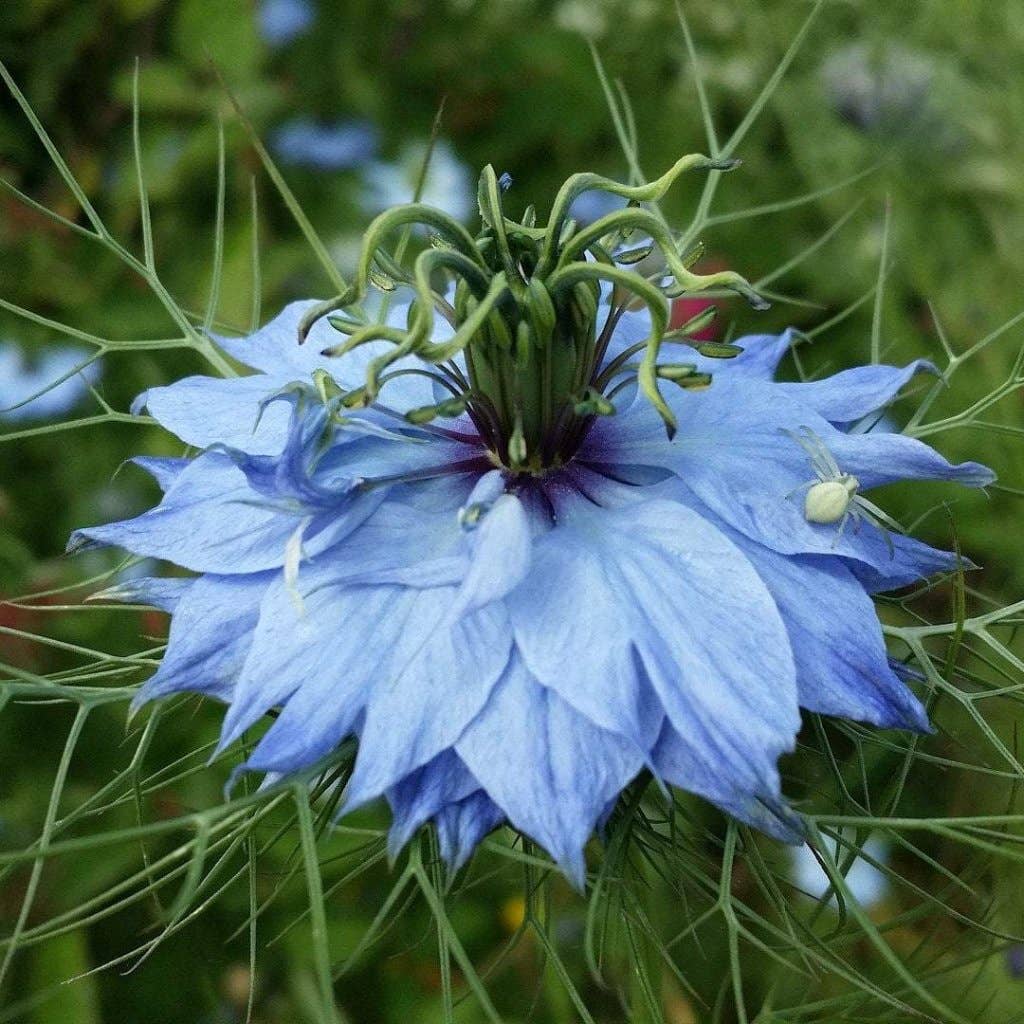 Nigella Seeds - Love in a Mist