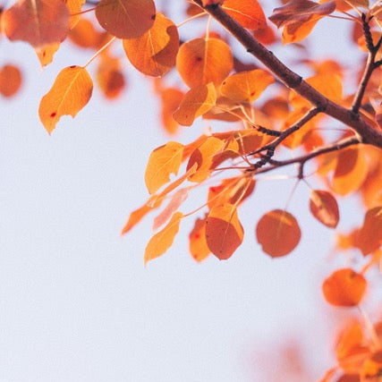 Close-up of orange leaves on a branch against a light blue sky