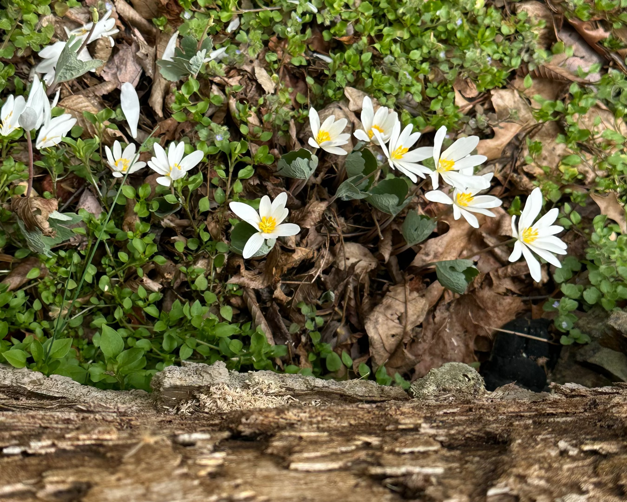 blood root in the forest