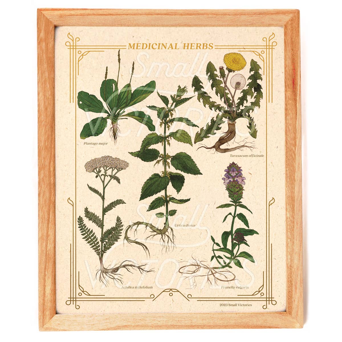 Medicinal Herbs Print