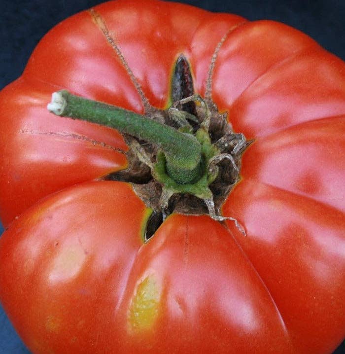 Pink Brandywine Tomato Seeds
