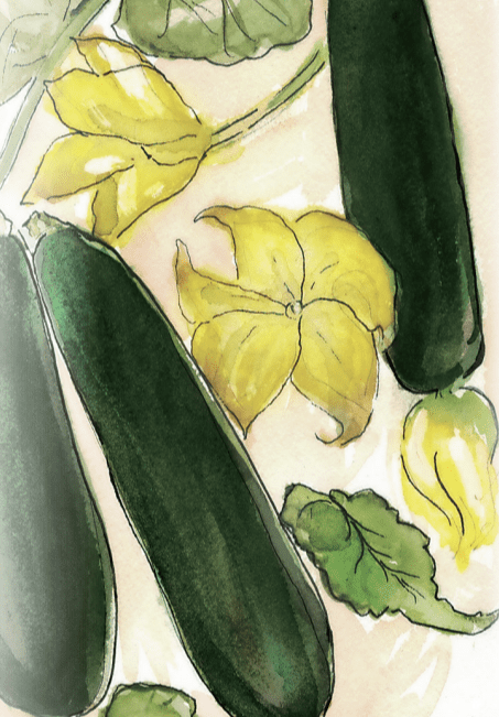Black Beauty Zucchini Seeds
