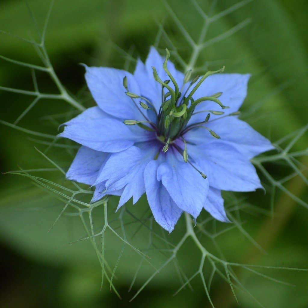 Nigella Seeds - Love in a Mist