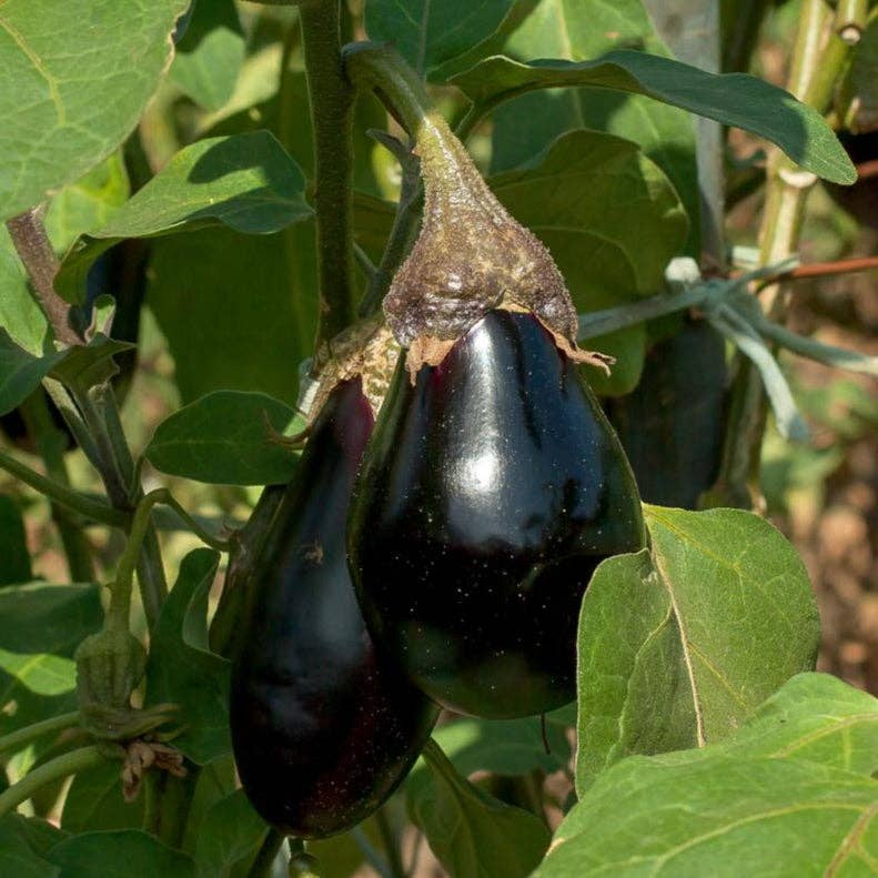 Black Beauty Eggplant Seeds