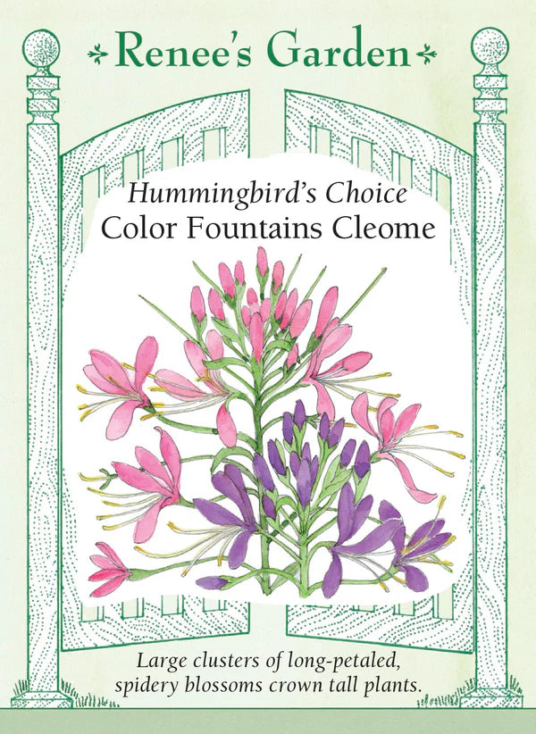 Cleome Color Fountains