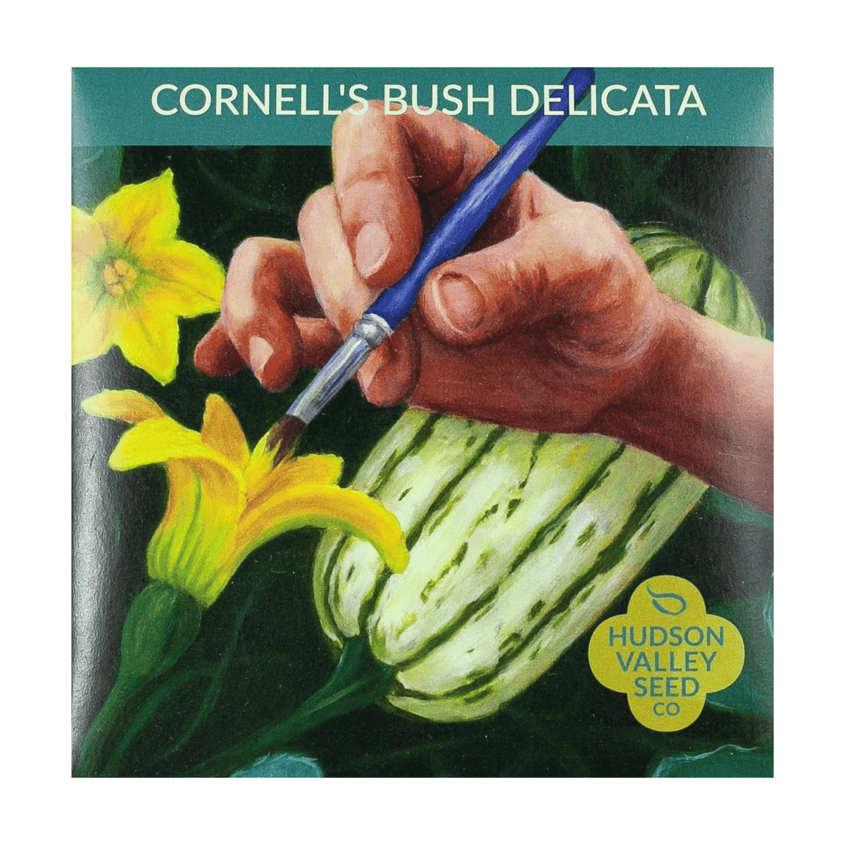 Cornell&#39;s Bush Delicata Seeds
