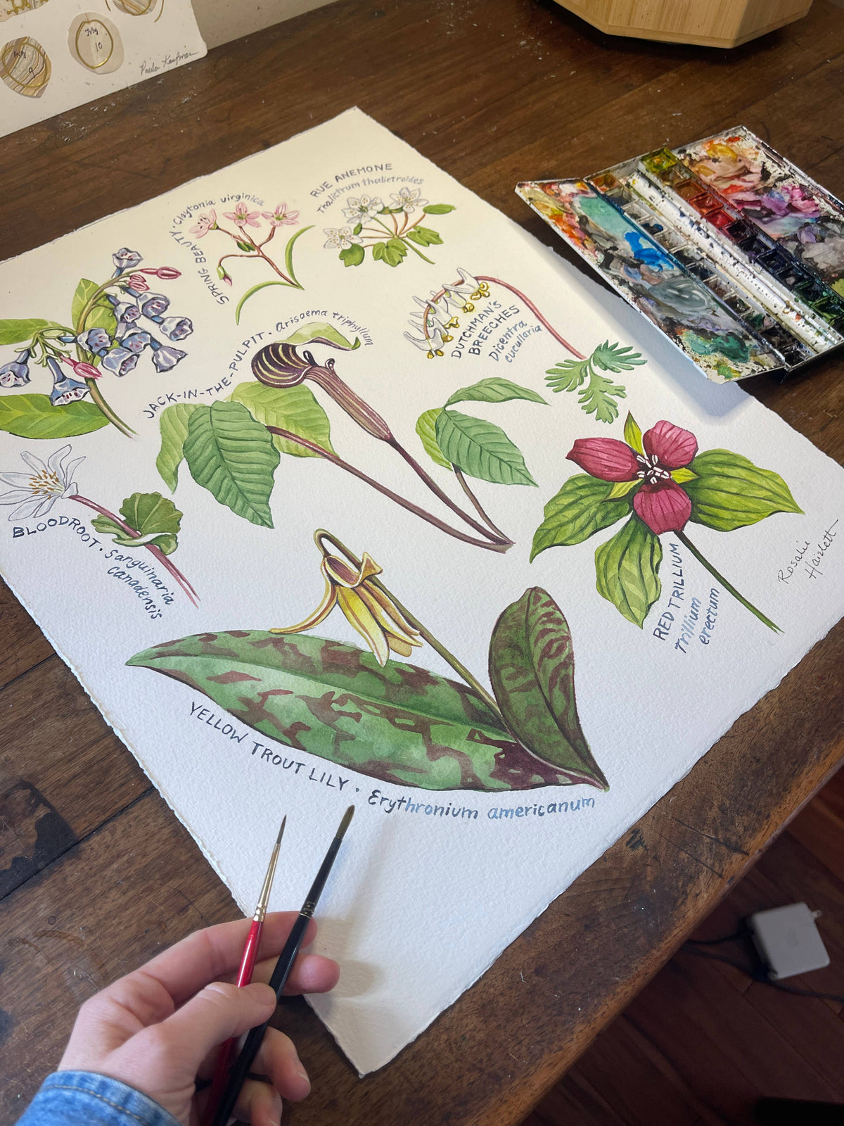 Spring Ephemeral Wildflowers Art Print by Rosalie Haizlett
