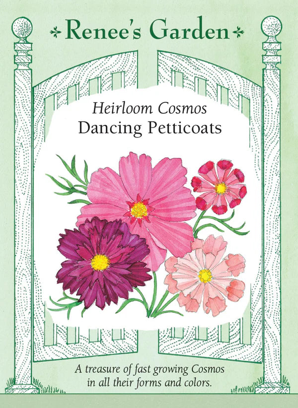 Dancing Petticoats Cosmos