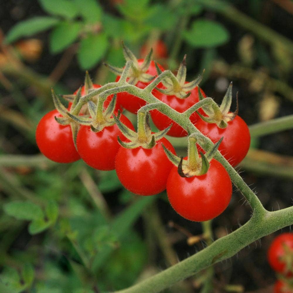 Cherry Sweetie Tomato Seeds