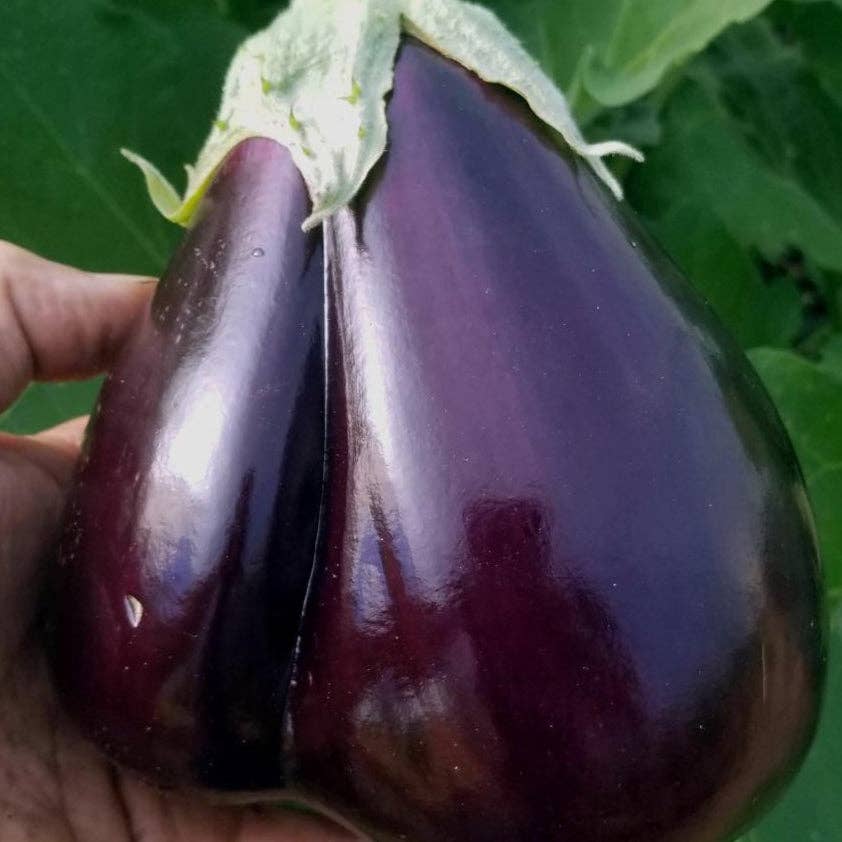 Black Beauty Eggplant Seeds