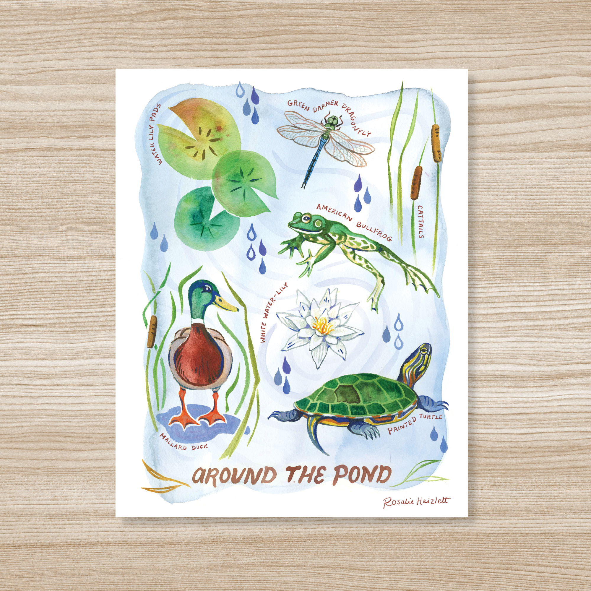 Around the Pond - Watercolor Art Print