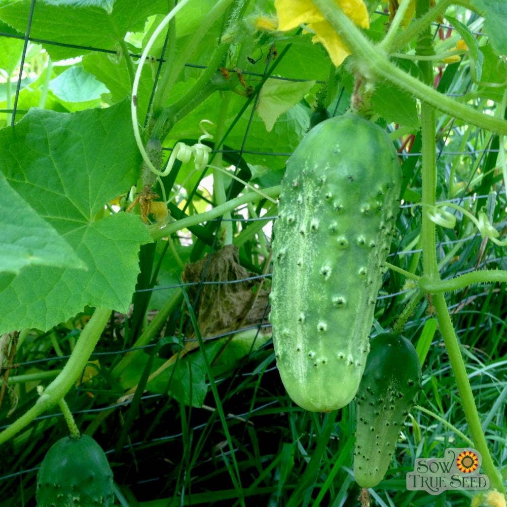 Boston Pickling Cucumber Seeds