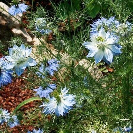 Nigella Seeds - Love in a Mist
