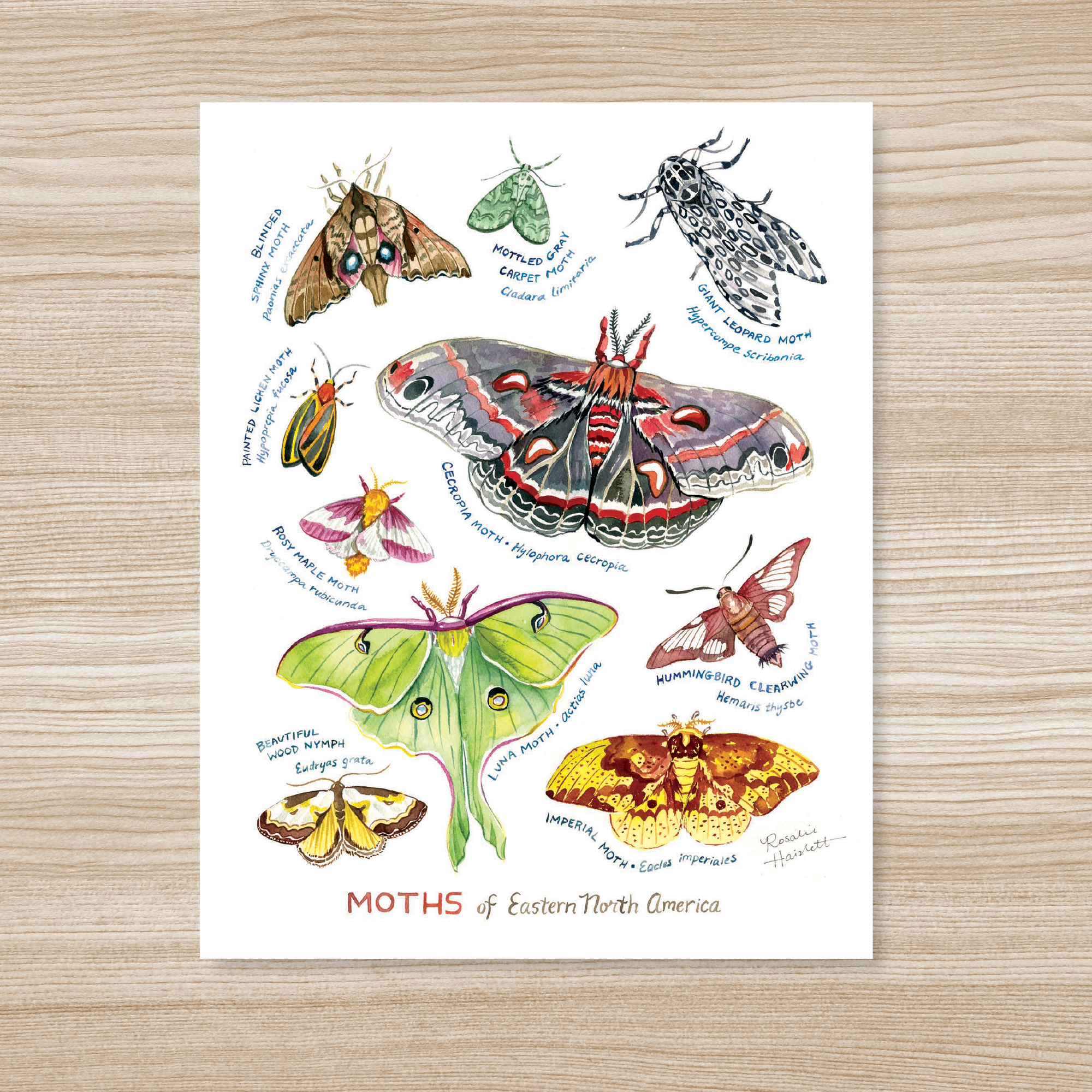 Moths of Eastern North America - Watercolor Art Print