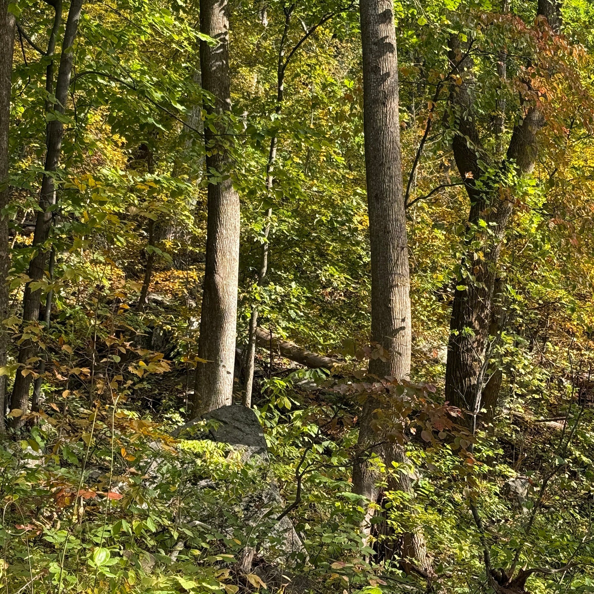 forest and trees