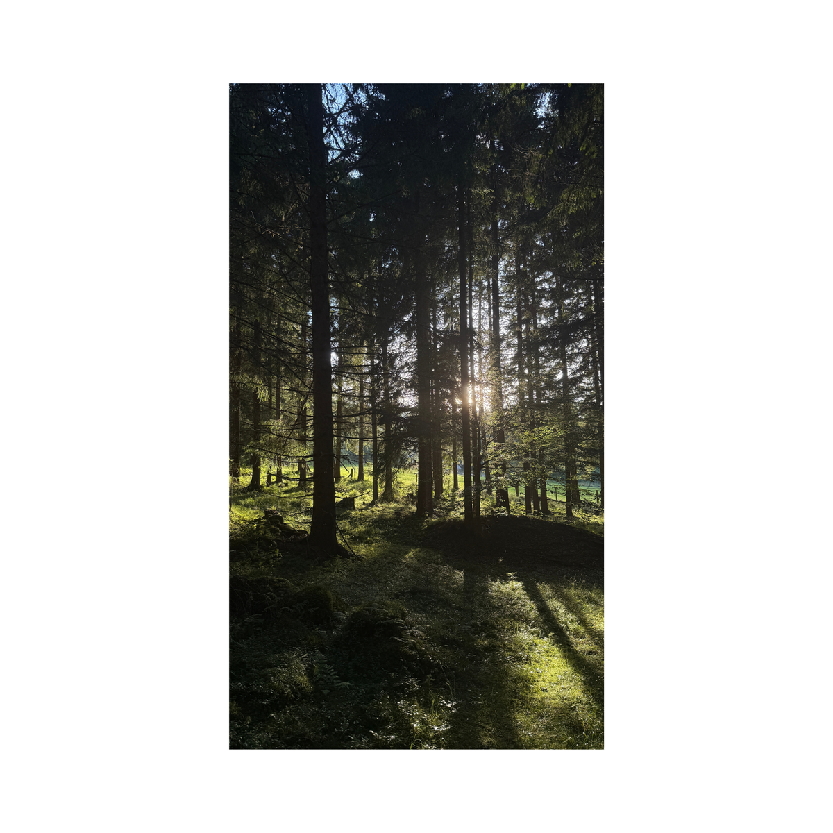 dec 6: forest bathing workshop with Amelie Bahlsen