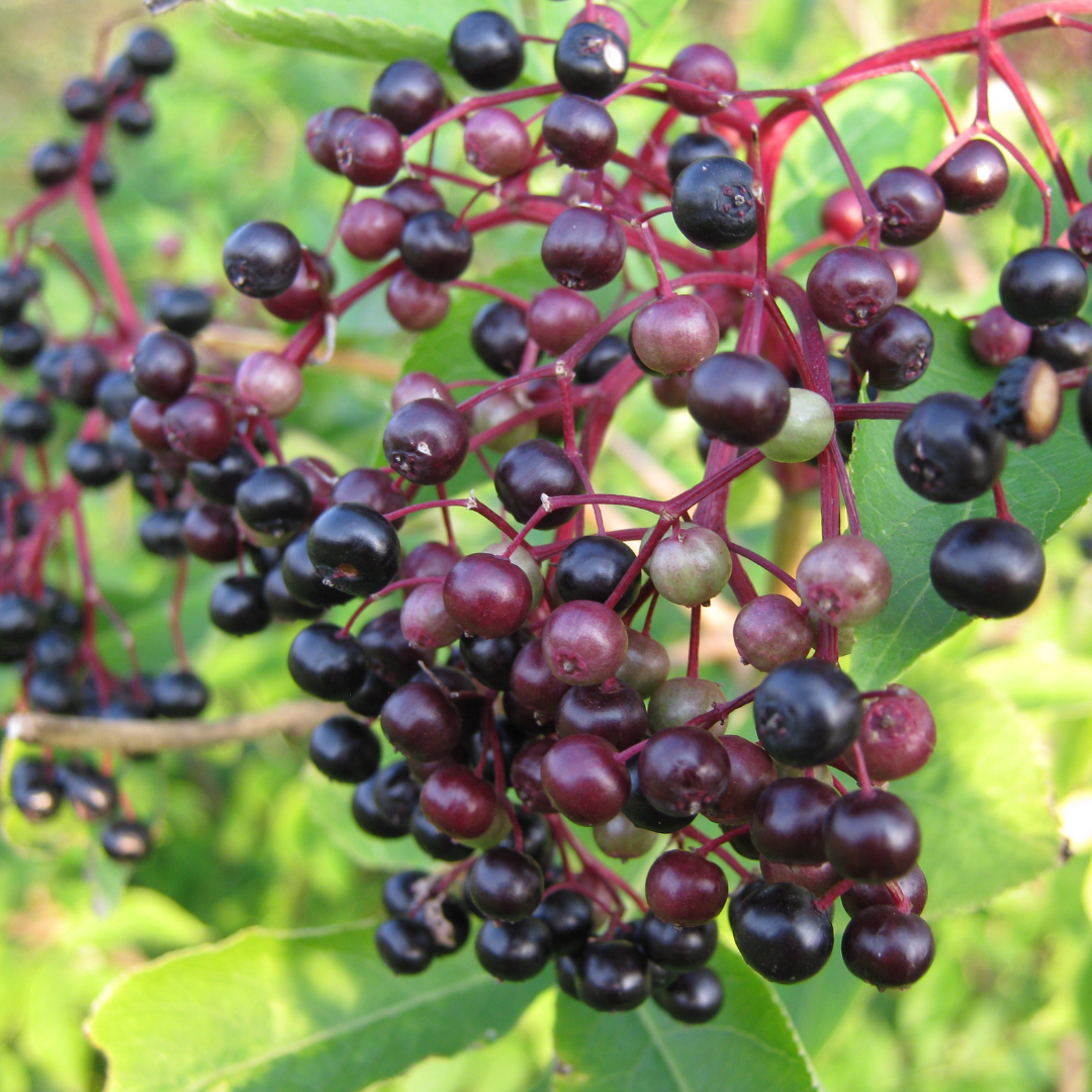 oct 18th from 3:00 to 5ish - sweet remedies