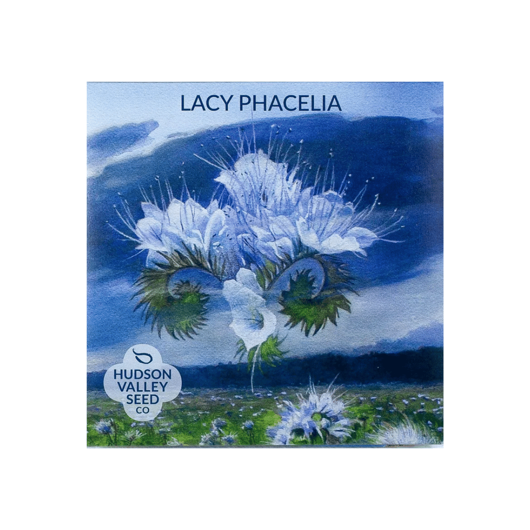 Lacy Phacelia Seeds