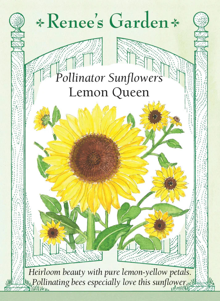 Lemon Queen Sunflower