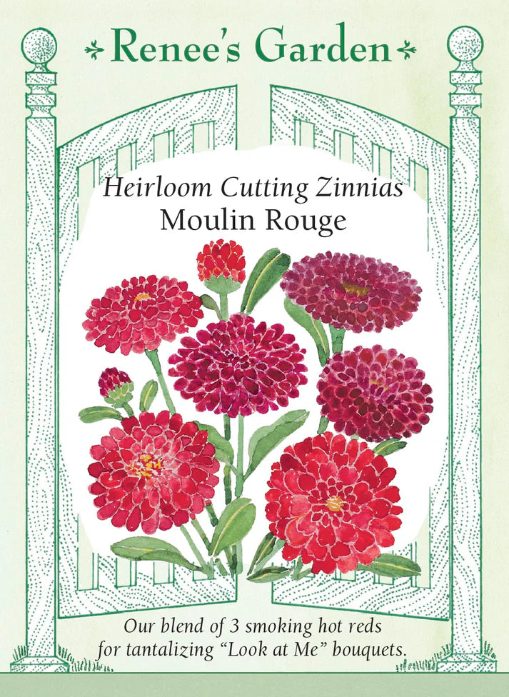 Moulin Rouge Zinnia